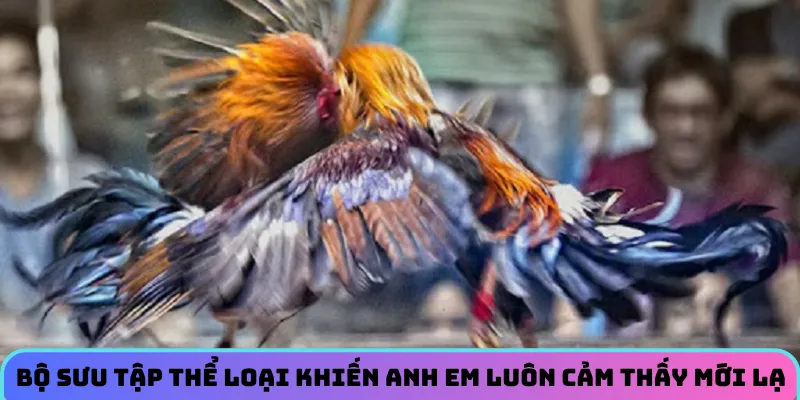 Bộ sưu tập thể loại khiến anh em luôn cảm thấy mới lạ