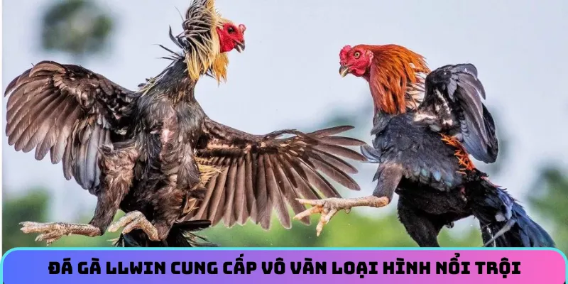 Đá gà LLWIN cung cấp vô vàn loại hình nổi trội