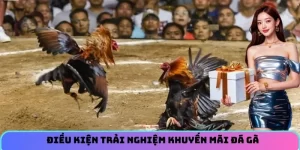 Điều kiện trải nghiệm khuyến mãi đá gà