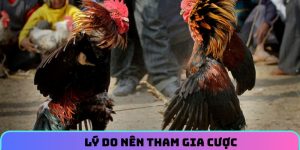 Lý do nên tham gia cược