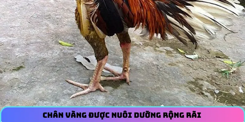 Chân vàng được nuôi dưỡng rộng rãi 