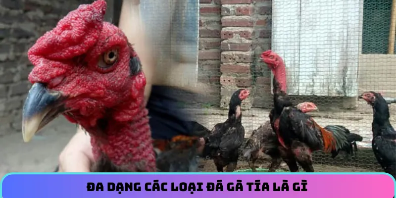 Đa dạng các loại đá gà tía là gì mà bet thủ có thể trải nghiệm