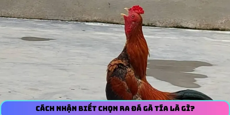 Cách nhận biết chọn ra đá gà tía là gì?