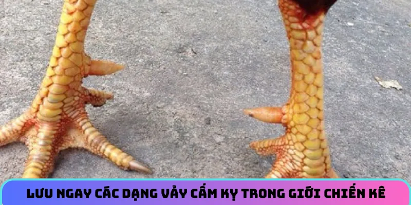 Lưu ngay các dạng vảy cấm kỵ trong giới chiến kê