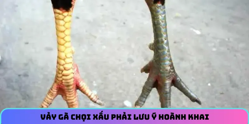 Vảy gà chọi xấu phải lưu ý hoành khai